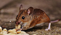 24 Hour & Emergency Exterminators in Ohio Dept Of Taxation, OH